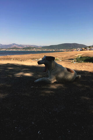 Kopek's Serene Day by the Shore 🌊🐾
