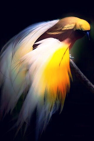 Bird Of Paradise