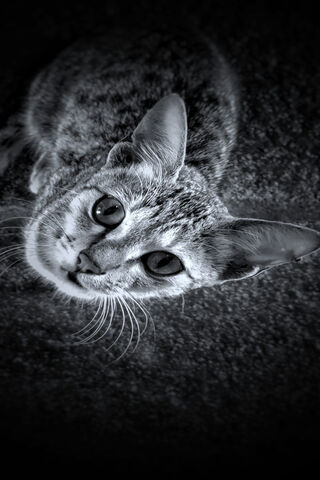 Whiskers in Shadows: A Feline Portrait