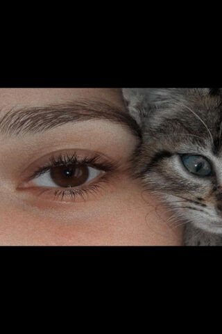 The Enigmatic Gaze: A Cateye Connection 🐾👁️