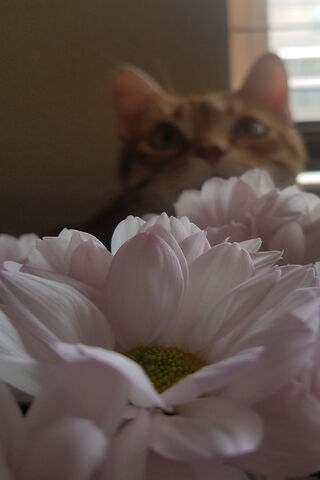 Whiskers Among Blooms 🌸🐾