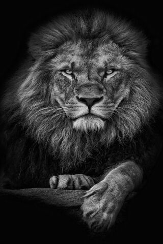 Majestic King of the Ju..