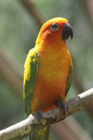 Vibrant Beauty: The Sunlit Parrot 🌞🦜