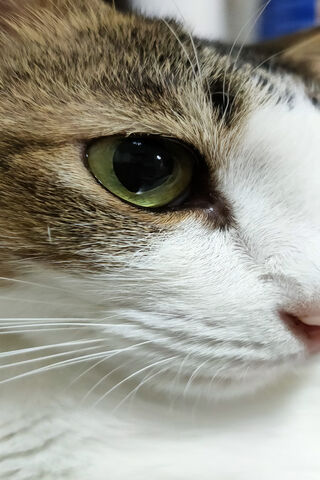 Glimmering Gaze: The Enigmatic Cat Eye 🐾✨