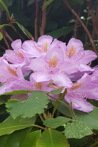 Blooming Beauty: The Enchanting Rhododendron