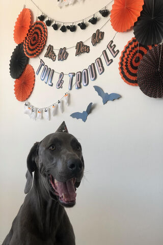 Spooktacular Smiles with Happy Dane! 🎃🐾