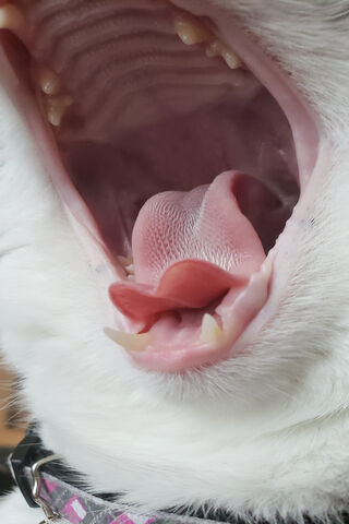 The Great Yawn: A Feline's Delight! 😺💤