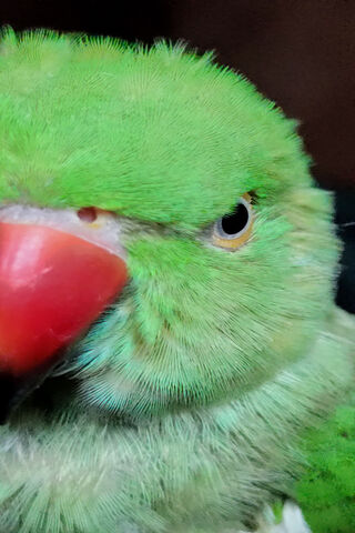 Fury in Feathers: The Green Guardian