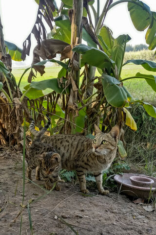 Curious Cats in Nature 🌿🐾