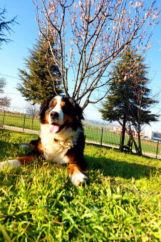 Sunny Days with a Happy Pup! ☀️🐶