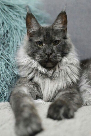The Regal Feline