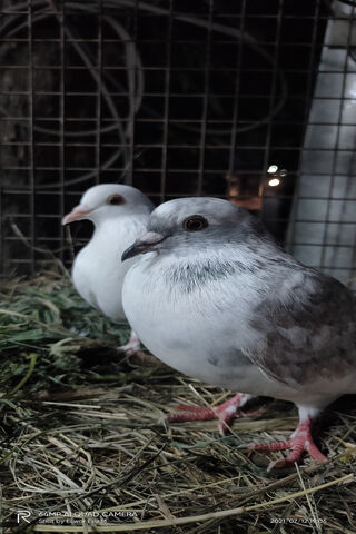 Whispers of Affection: Love Birds in Harmony 🕊️❤️