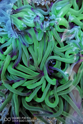 Dancing Green Tentacles: The Aggregating Anemone 🌊🌿