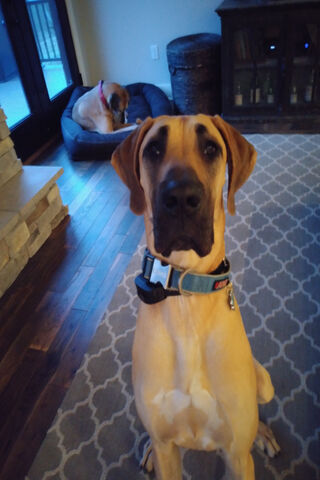 Adorable Great Dane Companion 🐾