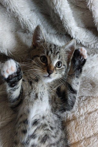 Playful Paws: The Adorable Kitten