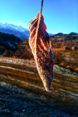 Frosted Elegance: Nature's Artistry ❄️🍂