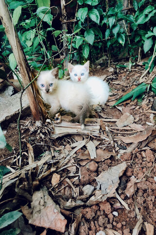 Whiskered Wonders in the Wild 🌿🐾
