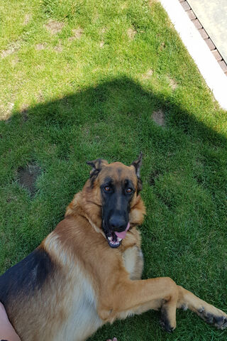 Muy Dog: The Playful Pup in the Sun! ☀️🐾