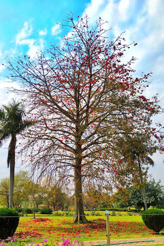 Nature's Resilience: The Cycle of Life 🌳🍂