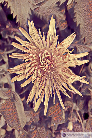 Golden Blossom: Nature's Artistry 🌼✨