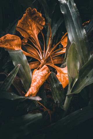 The Enigmatic Beauty of Jaba Flower 🌺✨
