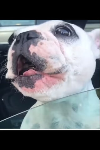 Walter the Frenchie: The Joyful Pup on a Road Trip! 🚗🐾