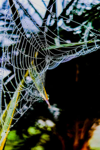 Nature's Web of Wonders 🕸️✨