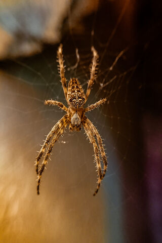 The Enigmatic Orumcek: Nature's Web Weaver 🕷️✨