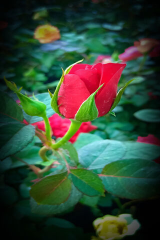 Blossoming Beauty: The Red Rose Awakens 🌹✨