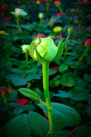 Emerging Beauty: The Promise of a Bloom 🌹✨