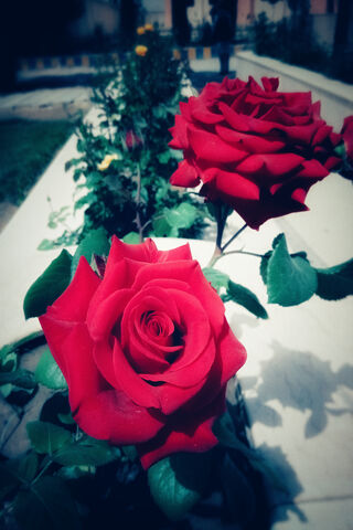 Romance in Bloom: A Dual Rose Delight 🌹❤️