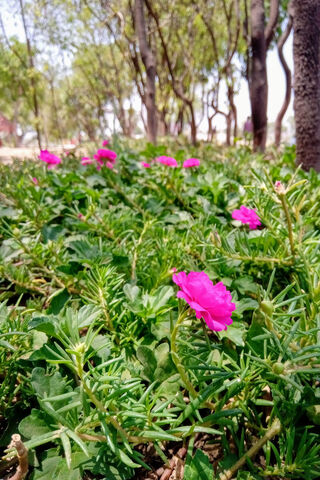 Peony Paradise: A Blooming Delight 🌸