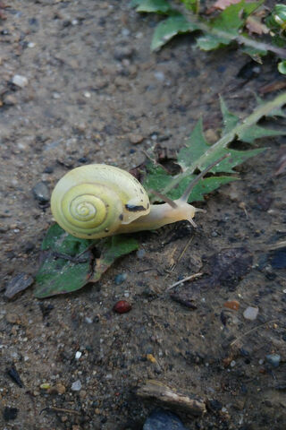 Slow and Steady: The Snail's Journey 🐌🌿