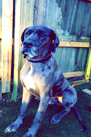 Majestic Great Dane: The Gentle Giant 🐾