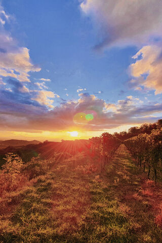 Sunset Serenity Over the Vineyard 🌅🍇