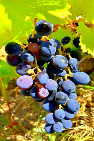 Harvesting the Sweetness of Red Shani 🍇✨