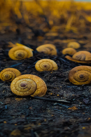 Nature's Spirals: The Beauty of Snail Shells 🐌✨