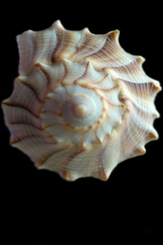 Whimsical Whitte Snail Shell: Nature's Spiral Art 🌊✨