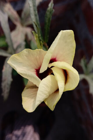 The Elegant Bloom of Dhenderos 🌼