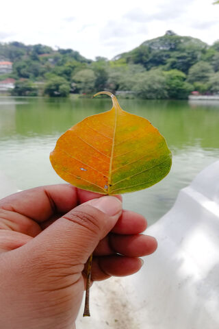 Kandy's Nature Embrace 🍃