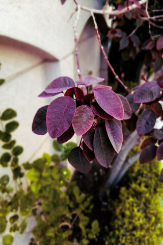 Mystical Hues of the Purple Leaf 🌿✨