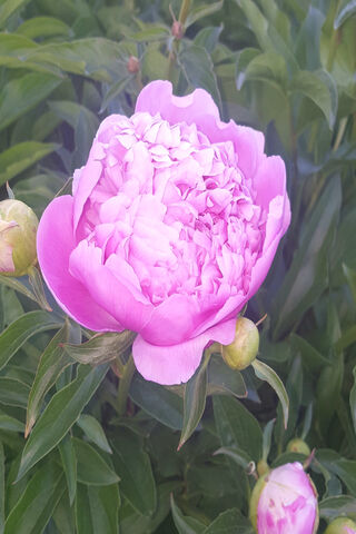 Blossoming Beauty: The Peony's Charm 🌸
