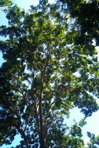 Majestic Canopy: The Giant Tree