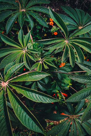 Nature's Fresh Palette 🌿✨