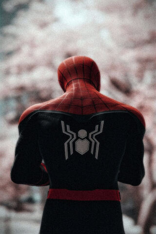 Webs of Reflection: The Silent Guardian 🕷️🌸