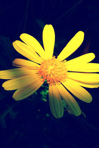 Sunshine Blossom 🌼