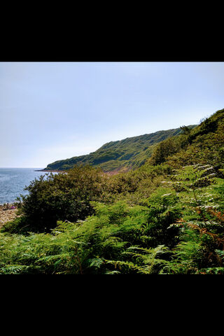 Serenity by the Shore 🌊🌿