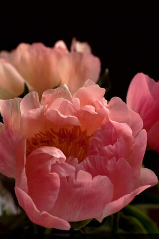 Blushing Beauty: The Enchanting Peony 🌸