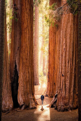 Majestic Giants: A Walk Among the Sequoias 🌲✨