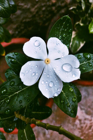 Sada Bahar: The Eternal Beauty of Nature 🌼✨